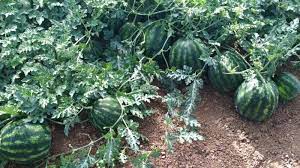 ΓΕΩΠΟΝΙΚΟ ΚΕΝΤΡΟ ΜΟΙΡΕΣ ΗΡΑΚΛΕΙΟ ΚΟΚΟΔΡΟΥΛΗΣ ΣΩΚΡΑΤΗΣ